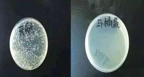 牙刷细菌和马桶盖细菌对比